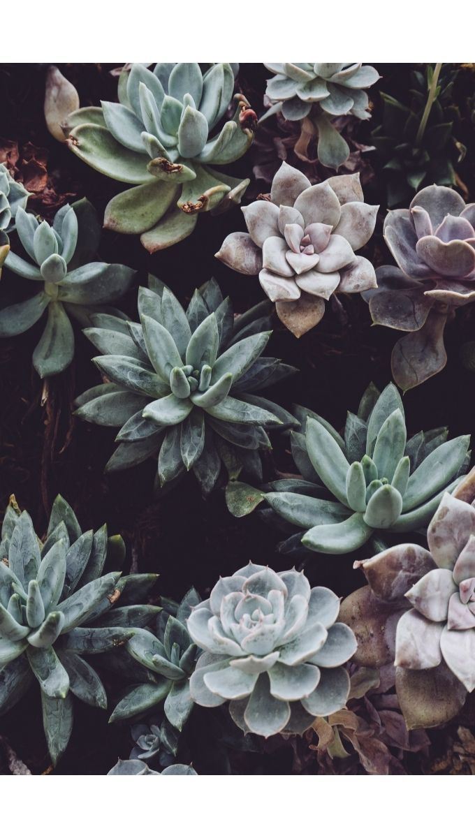 Best Pots for Succulents