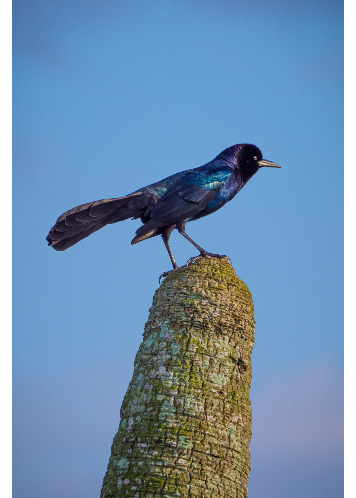 Best Bird Watching Monocular: The Top 5