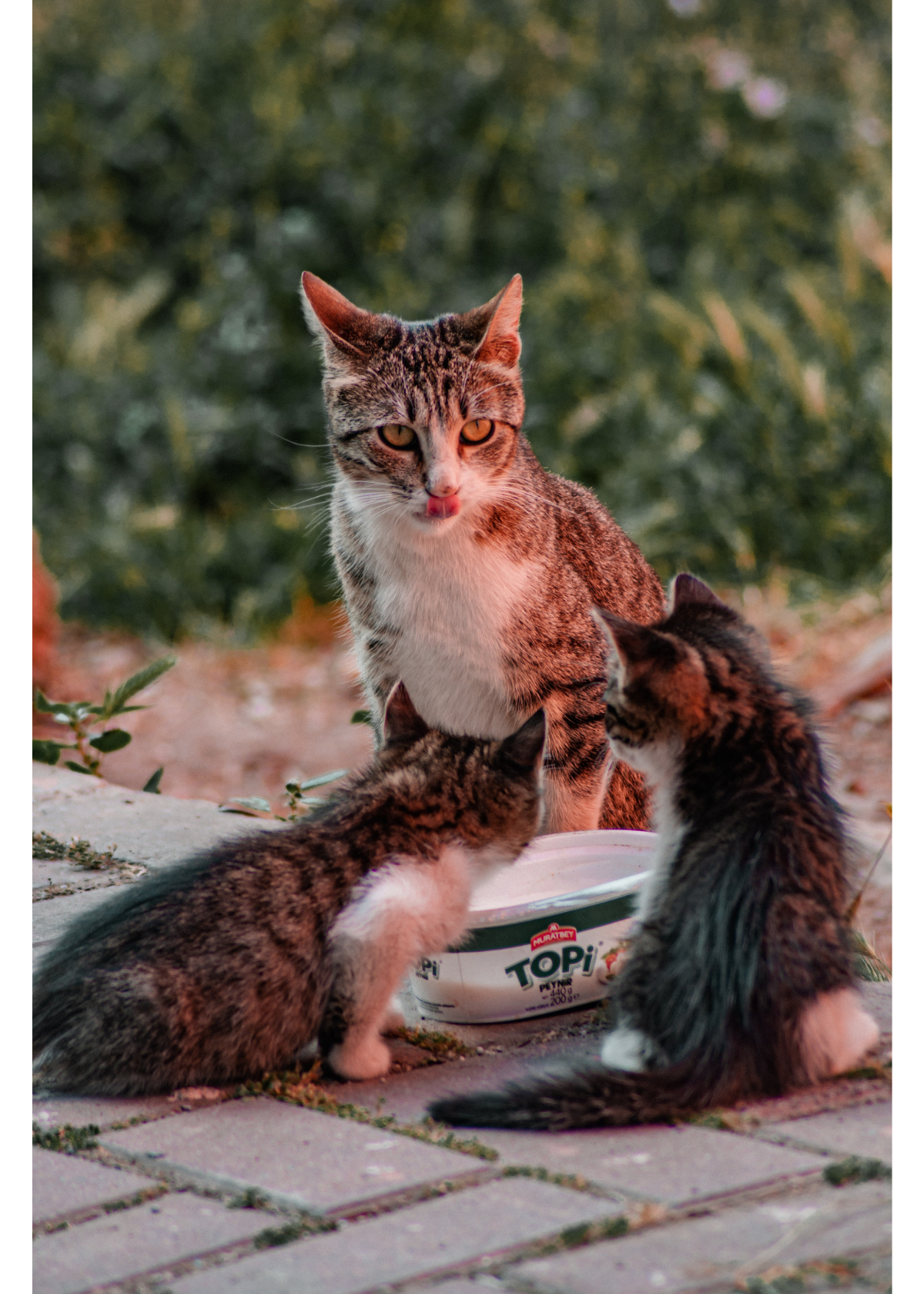 The 5 Best Automatic Cat Feeders for Multiple Cats