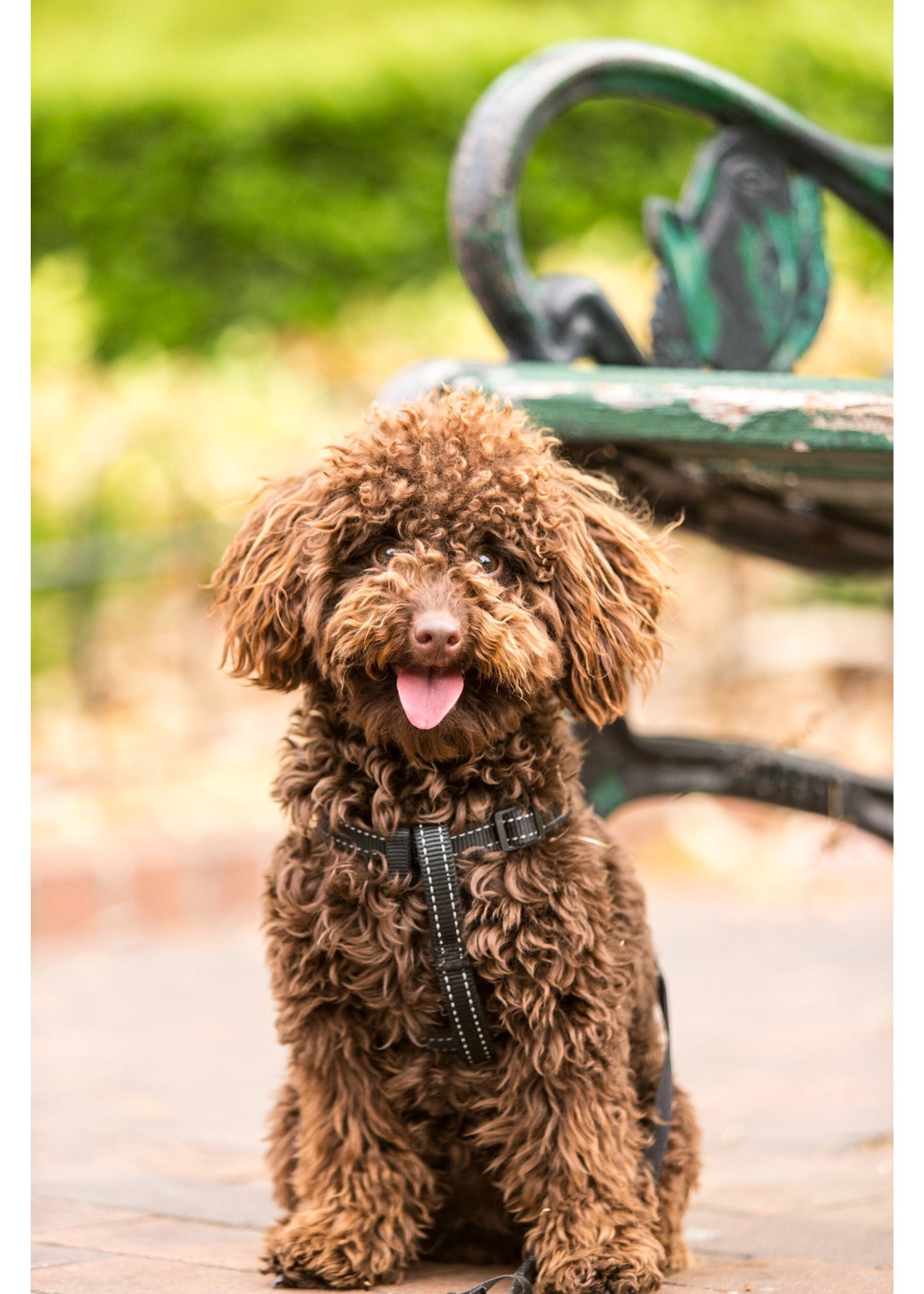 Best Pet Barrier for Subaru Forester: the Top 5