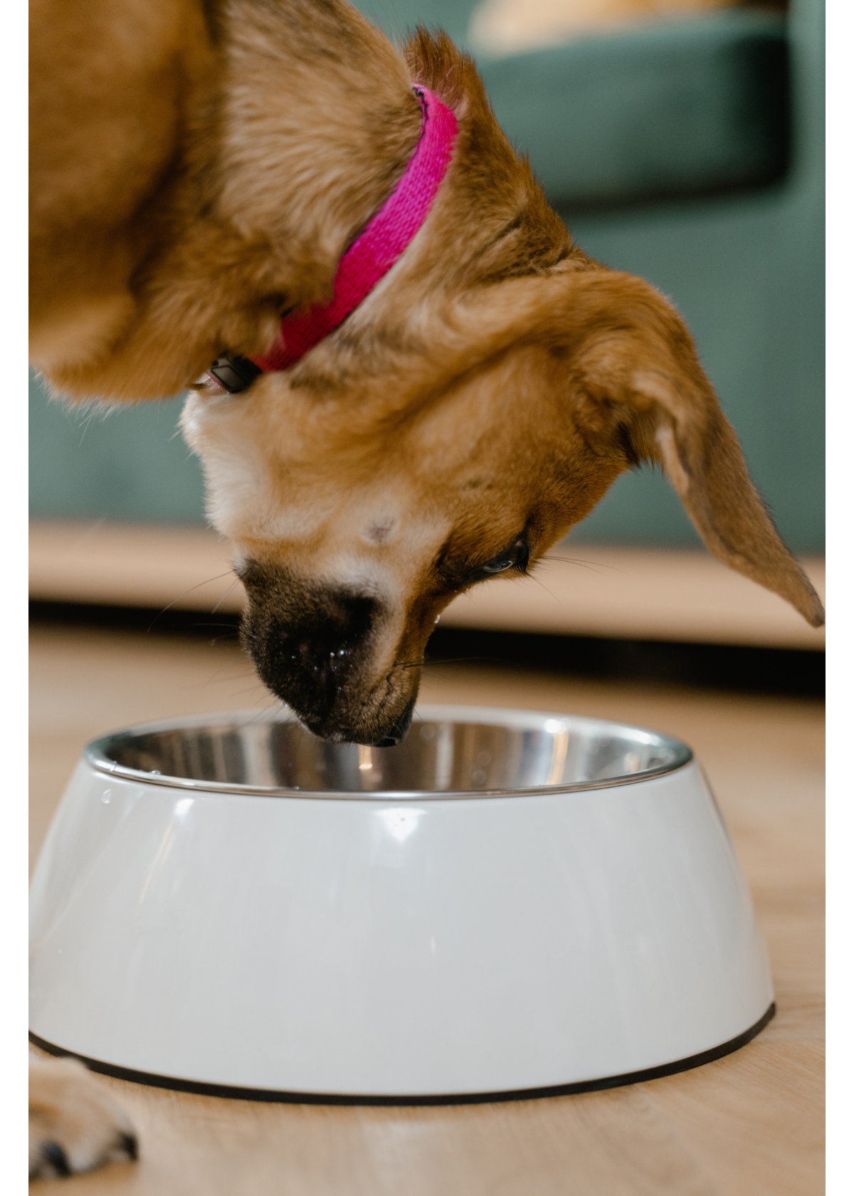 Slow Down Fido! 5 of the Best Slow Feeder Dog Bowls on Amazon