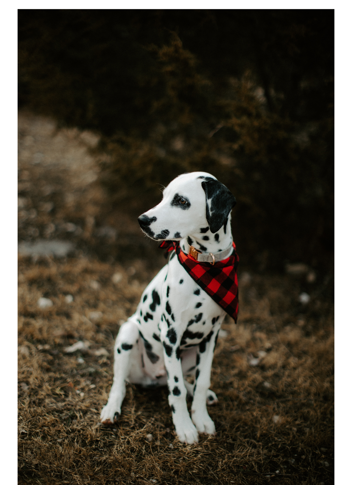 Trendy Dog Bandanas for Fashionable Pups